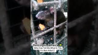 LDeno Hunting In Jamaica 🇯🇲 Whith Trinidad 🇹🇹 🪤 trapped hunting jamaica trinidad [upl. by Lasley]