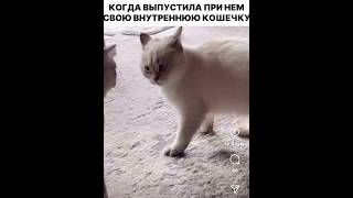 cat 2024 rek рекомендации юмор shortsfeed shortsviral shortsvideo shorts shortvideo short [upl. by Arvy345]