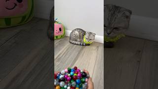 Mila Cat Palm 🌈♻️Reverse Video Cat Episode 222 shorts cat funnycats [upl. by Vite]