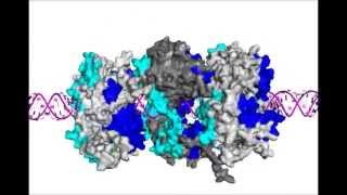 Nucleic Acids Research  Highresolution HDXMS reveals distinct mechanisms of RNA recognition [upl. by Tenn]