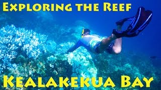 Fair Wind Cruise to Captain Cook Reef on the Big Island LookIntoHawaiicom [upl. by Pahl616]