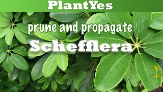 🌿 How to prune and propagate Schefflera arboricola 🌿 and showing endresult [upl. by Nairim]