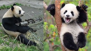 😂 FUNNY PANDA VIDEOS TRY NOT TO LAUGH BEST PANDA VIDEOS COMPILATION 🐼 FUNNY ANIMAL CLIPS [upl. by Esenej]