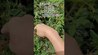 Planta dormilona llamada quotmimosa púdicaquot apararenta ser timida al sentir peligro 🌿 plantadormilona [upl. by Oirramaj]