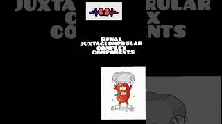 Juxtaglomerular complex components histology anatomy physiology mbbs medical kidney nephron [upl. by Iniretake209]