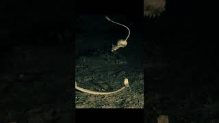 Kangaroo Rat shorts  wildlife [upl. by Egiap]