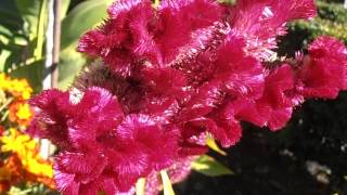 CRESTA DE GALLO Celosia argentea var cristata [upl. by Lazes453]