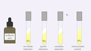 Nitrate reduction test [upl. by Ecylahs]