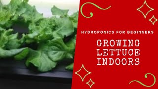 Hydroponics For Beginners  Growing Lettuce Indoors [upl. by Hilton]