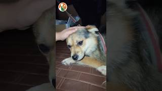 Rescue a dog with two broken legs that was abandoned by its owner doglovers pets animals rescue [upl. by Sualkin]