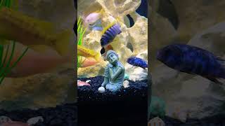 Relaxing Mbuna soothing fishtank aquarium cichlid sleep studying tranquility relaxing [upl. by Adieno]