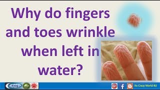 Why do fingers and toes wrinkle when left in water [upl. by Maurreen]