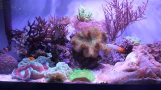 20 Gallon Long Reef Tank [upl. by Xavler]