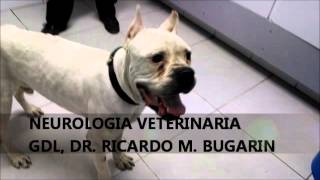 NEUROLOGIA VETERINARIA MENINGOENCEFALITIS GRANULOMATOSA [upl. by Midian]