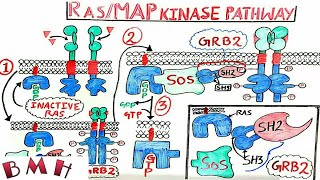 Ras MAP Kinase Pathway  MAPKERK Pathway [upl. by Nytsud]