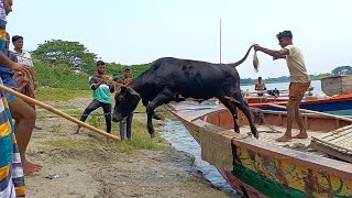 Cow Unloding  Paragram Hozrotpur Gorur Haat 2024  P3 Qurbani Cow Price 2024 in Bangladesh [upl. by Kera]