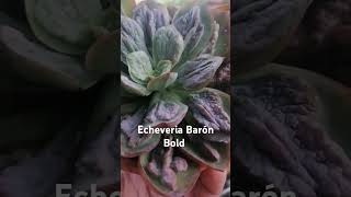 Echeveria baronbold es una suculenta caranculosa suculentas suculentasconamor [upl. by Enitsrik]