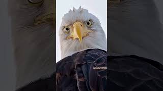 Most powerful eagle in the world by national of NATURE  animalshorts viralfeeds eagles [upl. by Akimot]