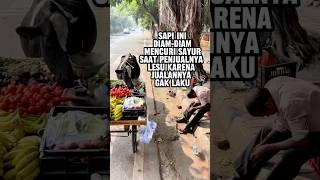 Sapi pembawa keberuntungan [upl. by Eusoj26]