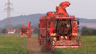 2x Holmer Terra Dos T440  Zuckerrübenernte 2016  beet harvest 2016 [upl. by Annoled]