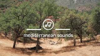 Mediterranean Sounds  Cicadas Sing On the Greek Island of Evia  Nature Recordings  Soundscape [upl. by Mikah420]