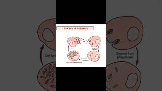 Rickettsia life cycle Morphology Disease endemic typhus scrub typhus zoology 3rd year [upl. by Nbi]