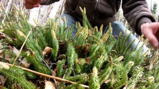 Flaming stiff clubmoss spores [upl. by Salene]