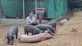 Pig farming disease spread farmers suffered heavy losses  Ep 216 [upl. by Gurolinick]