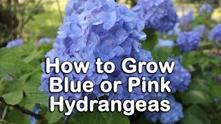 All About Blue or Pink Hydrangeas  Hydrangea Macrophylla  Bigleaf Hydrangeas [upl. by Eibba]