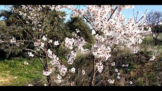 The almond Prunus dulcis syn Prunus amygdalus  El almendro Prunus dulcis Flowering and Fruits [upl. by Yenatirb]