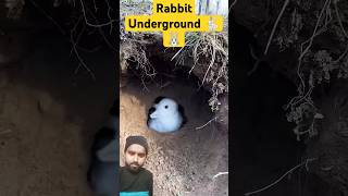 The rabbit is doing the house under the ground shorts animals rabbit [upl. by Ayanal]