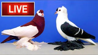 🔴 247 LIVE Cat TV for Cats to Watch 😺 Playful Birds pigeon 🐦 live cat  pigeon unboxing [upl. by Tavi]