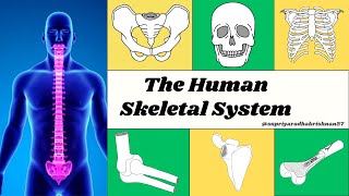 The Human Skeletal System  SCIENCE  Detailed in 5 Minutes [upl. by Columba550]