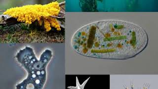 Protist  Wikipedia audio article [upl. by Jump]