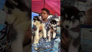 😳😲Super Wooly Coat Siberian Husky Are Now Available Reasonable Price in Kolkata📍Market shorts [upl. by Vance28]