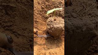 Growing castor plant into new placeshorts youtubeshorts [upl. by Aisitel]