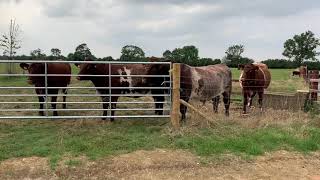 Shorthorn cattle [upl. by Seafowl]