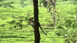 Leopard jumping from tree to tree [upl. by Hadsall]