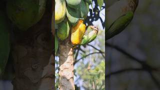 കുട്ടുറുവൻ Barbet bird [upl. by Ynattib]