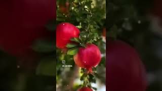 pomegranate sattes [upl. by Halimak]