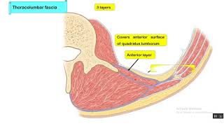 Thoracolumbar fascia [upl. by Thevenot777]