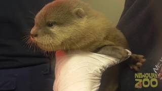 Otter Pups at Newquay Zoo [upl. by Miculek36]