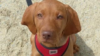 Sophie  Hungarian Vizsla Puppy  2 Week Residential Dog Training at Adolescent Dogs [upl. by Bonita]