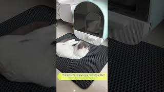 Cat Double Litter Control Mat to prevent litter from getting all over the floor cat cute [upl. by Arodnap]