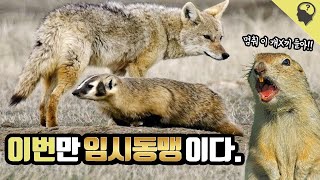 매 시즌마다 임시동맹을 맺는 코요테와 오소리의 공생 이야기 [upl. by Renate]