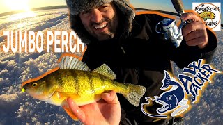 How To Catch Jumbo Perch Ice Fishing DEAD STICK with JAW JACKER [upl. by Lertram]