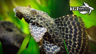 One Of The Most Mistreated Fish In The Hobby Top 10 Things About The Common Plecostomus [upl. by Akilak796]