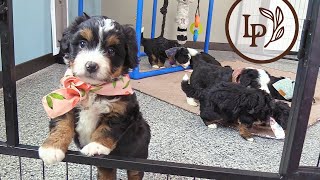 Meet Americas F1 Mini Bernedoodle Puppies [upl. by Jerrie]