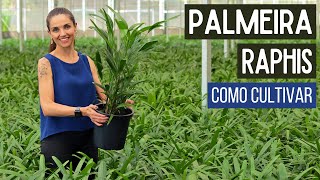 PALMEIRA RAPHIS 🌿 uma PLANTA PURIFICADORA do AR  COMO CULTIVAR [upl. by Elletsirk]