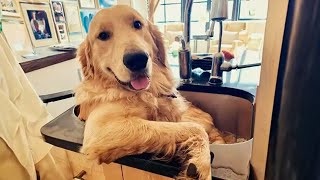 100 Funny Golden Retrievers Dog Videos will make you laugh your HEAD OF 😂 [upl. by Nave]